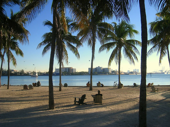 Palm Tree
