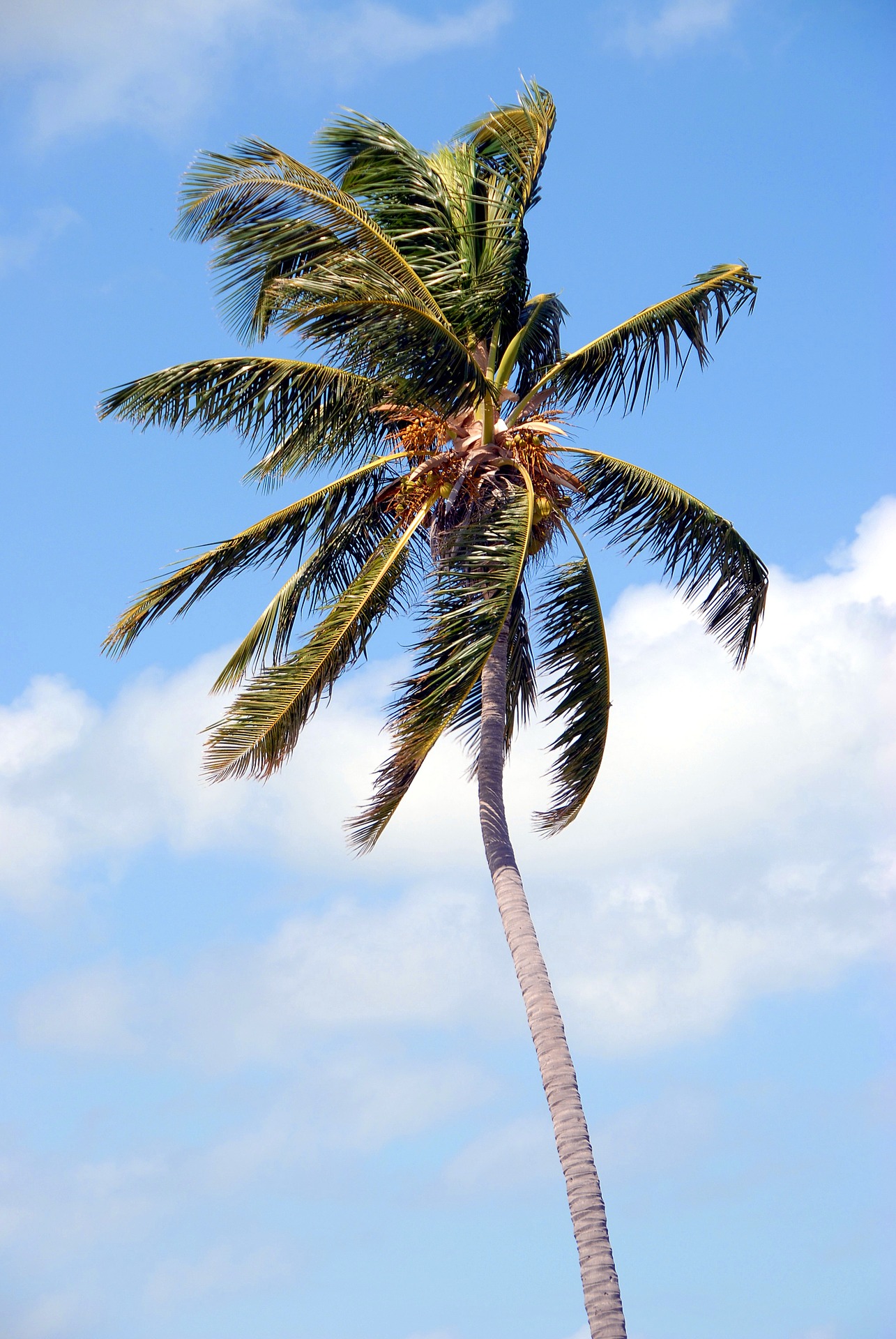 Palm Tree